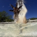 hutia_desmarest_jar_h_2428_cub6610.jpg